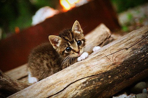 KAIYUN 中国大陆-快船乔治再砍三十表现稳定,快船乔治复出