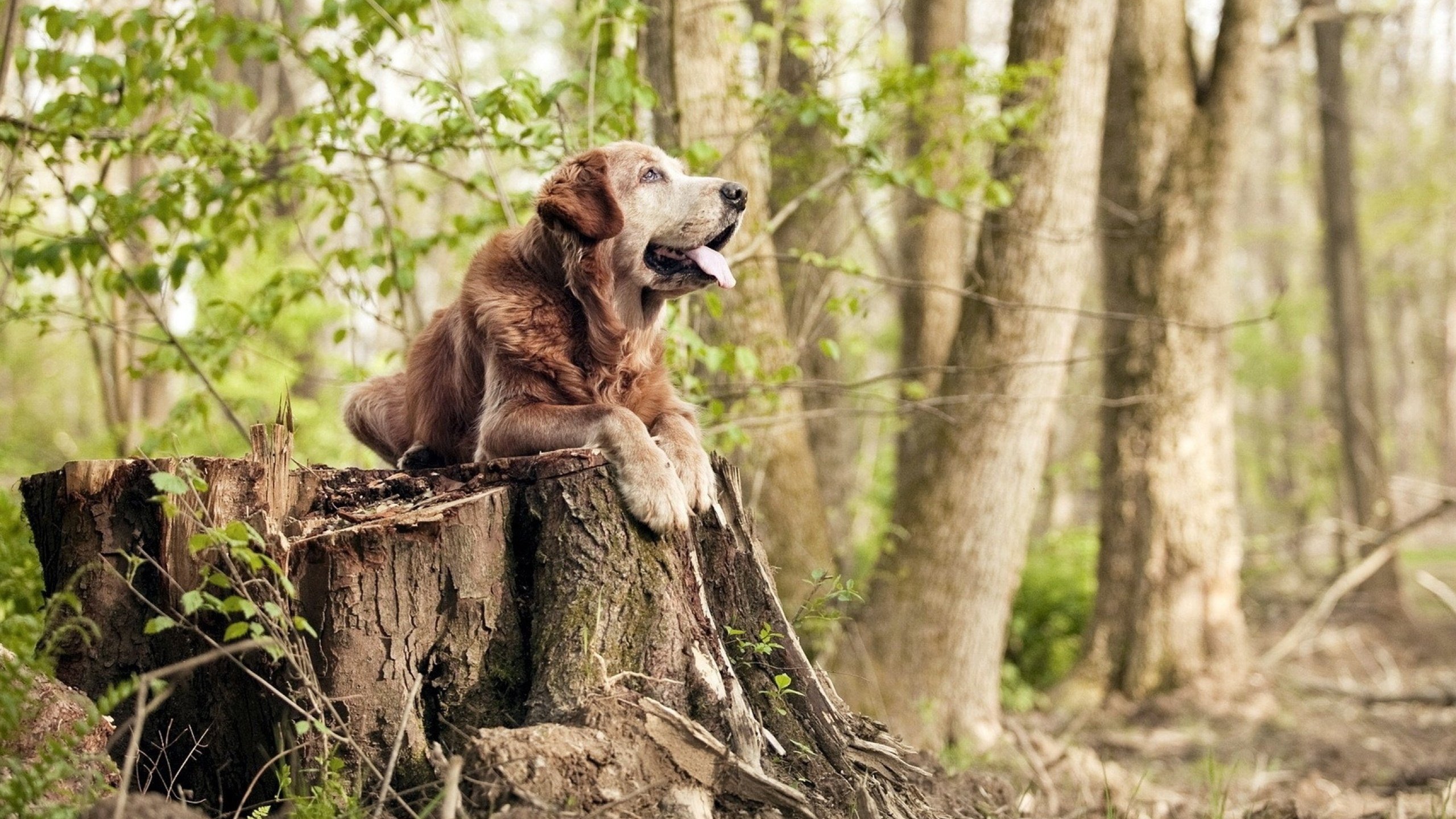 开云平台-掘金球队攻防转换速度加快，掘金队转会