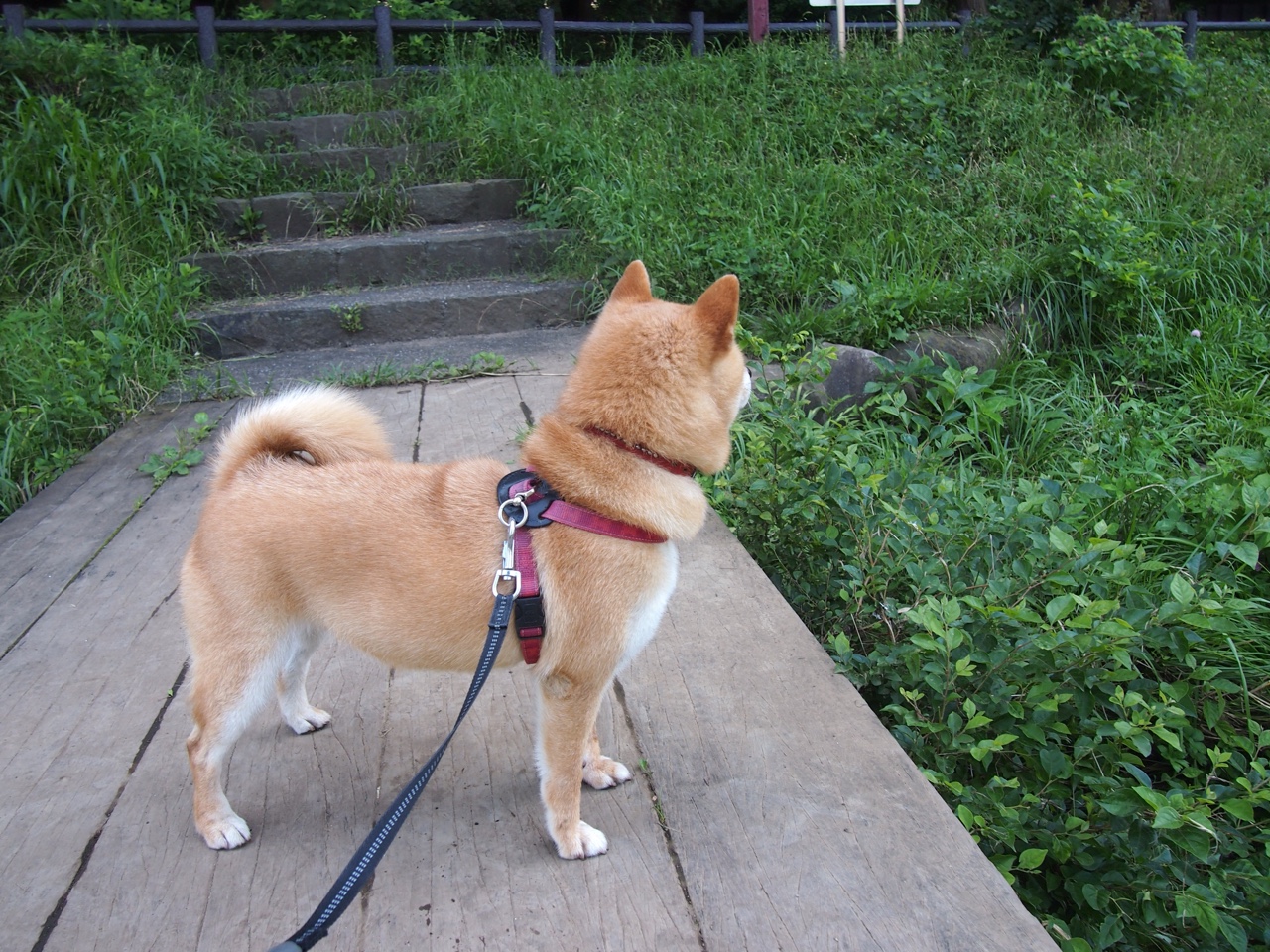 Kaiyun官方登录入口-捷克队晋级欧洲杯八强，年轻球员崭露头角，捷克欧洲杯足球队