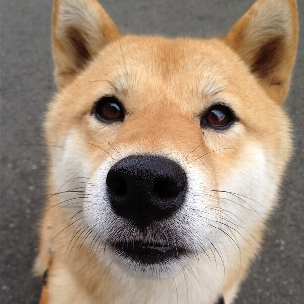 开云平台-摩纳哥客场赢布雷斯特，士气高涨，欧冠摩纳哥对布拉格斯巴达