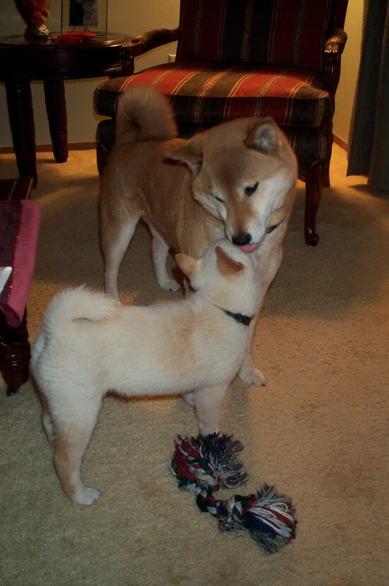 开云网页版登录入口-法国球员因伤退出，希望加拿大篮球队逆袭，法国篮球队fall