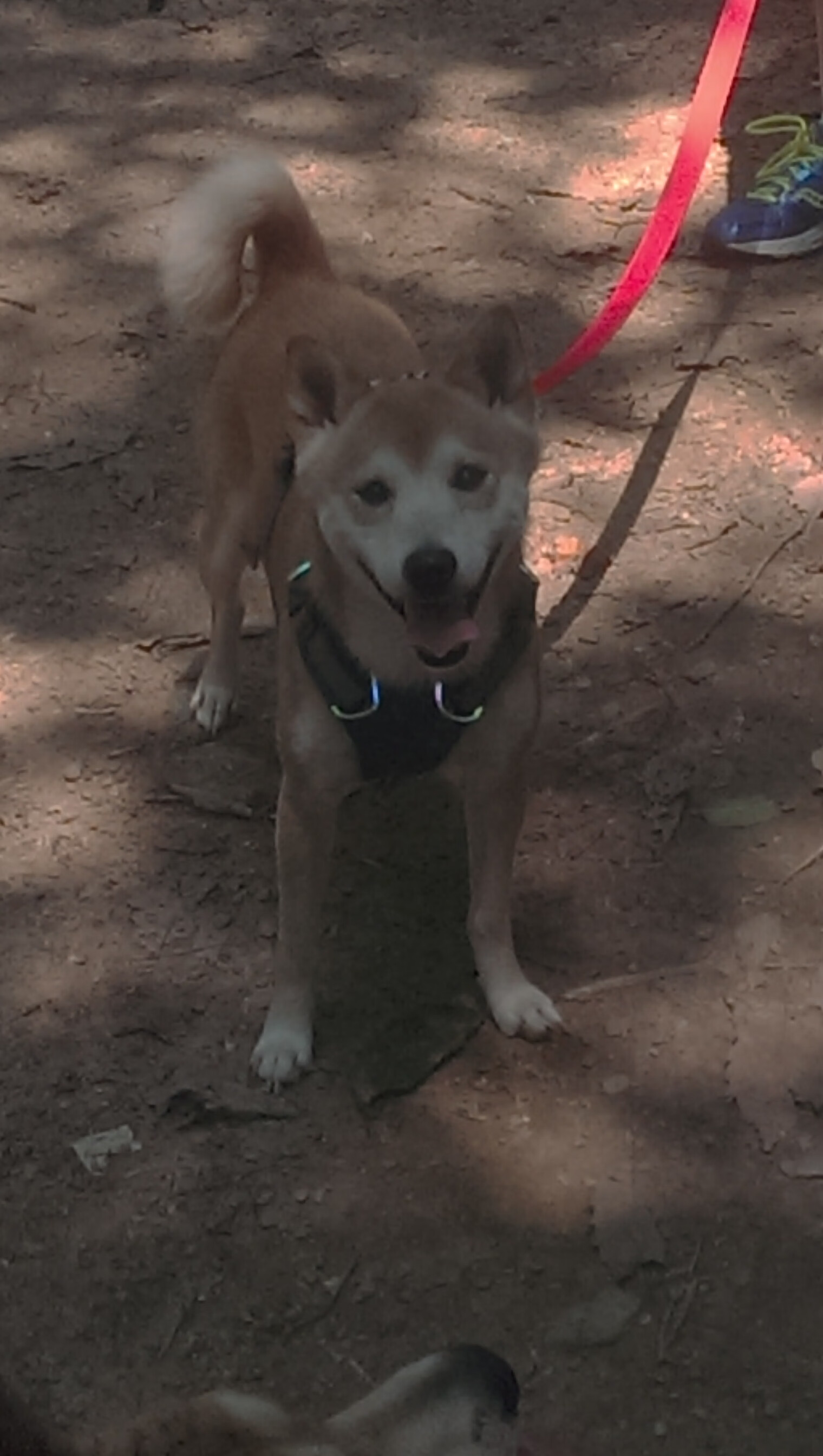 开云网页版登录入口-法国球员因伤退出,希望加拿大篮球队逆袭,法国篮球队fall