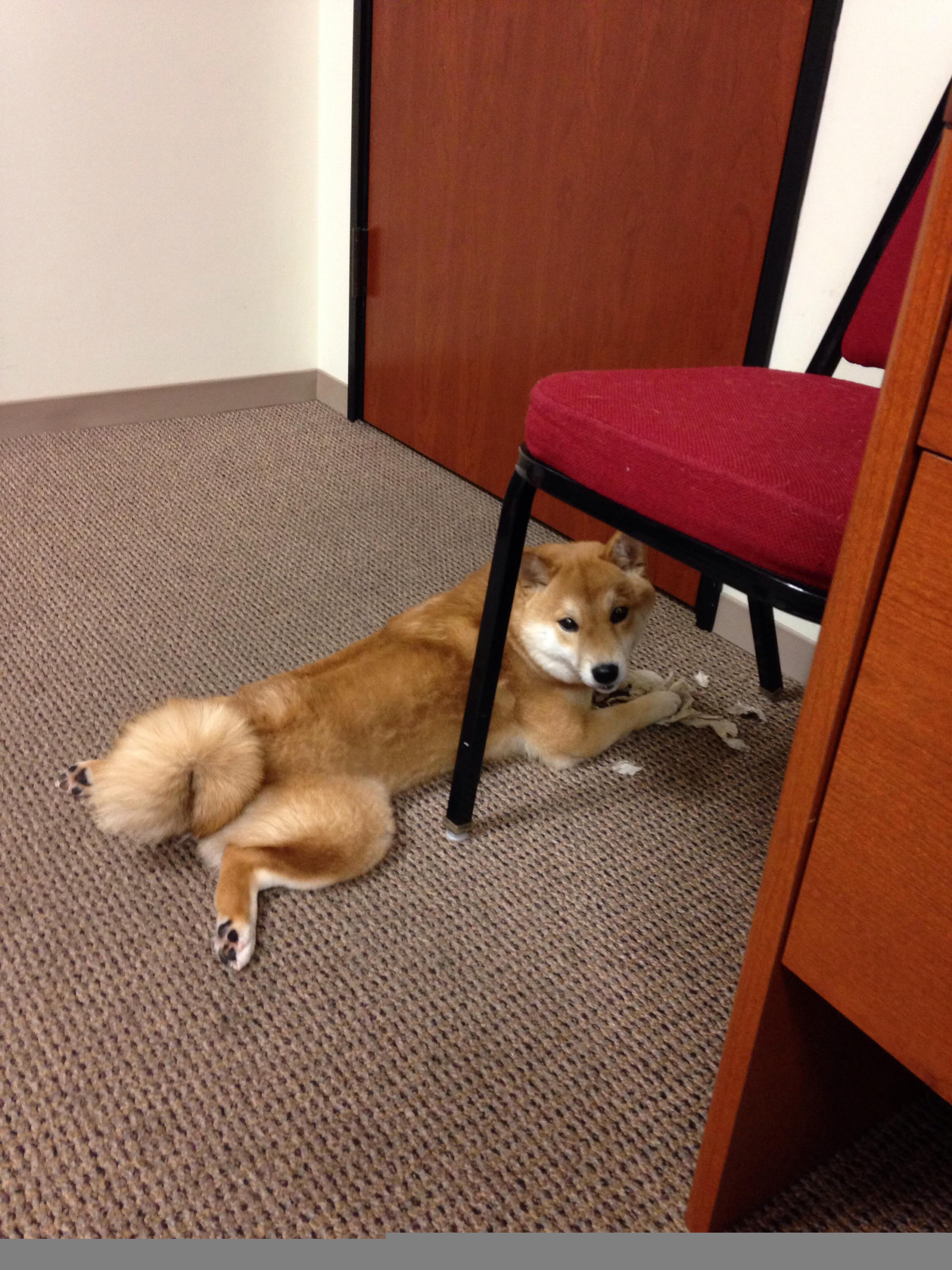 萨尔茨堡红牛队引进新中场，提升球队实力，萨尔茨堡红牛战绩