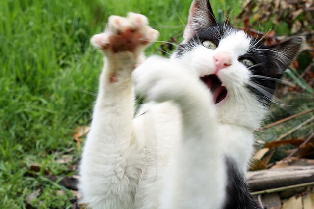 开云kaiyun-谢菲联主场不敌曼城,英超保级形势严峻,谢菲联对曼联比分