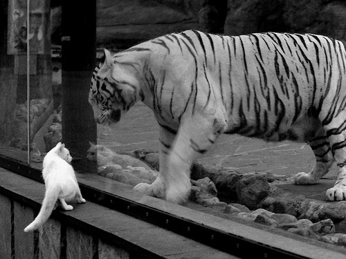 开云体育APP下载-NBA球队战术系统对新秀适应效率的影响研究,篮球战术系统