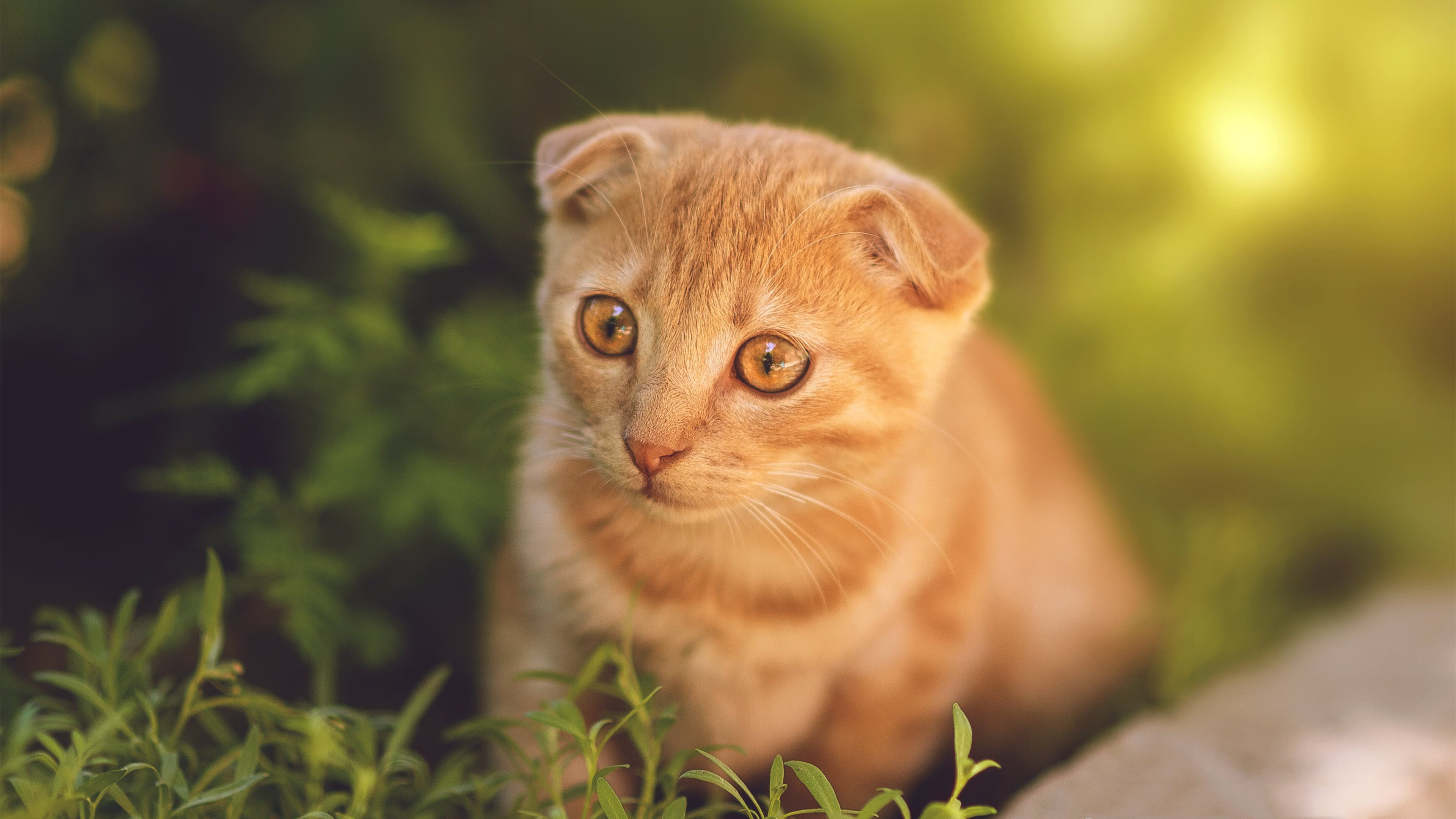 kaiyun.com-战术大师：本赛季最具创新的战术部署分析，战术大师是谁