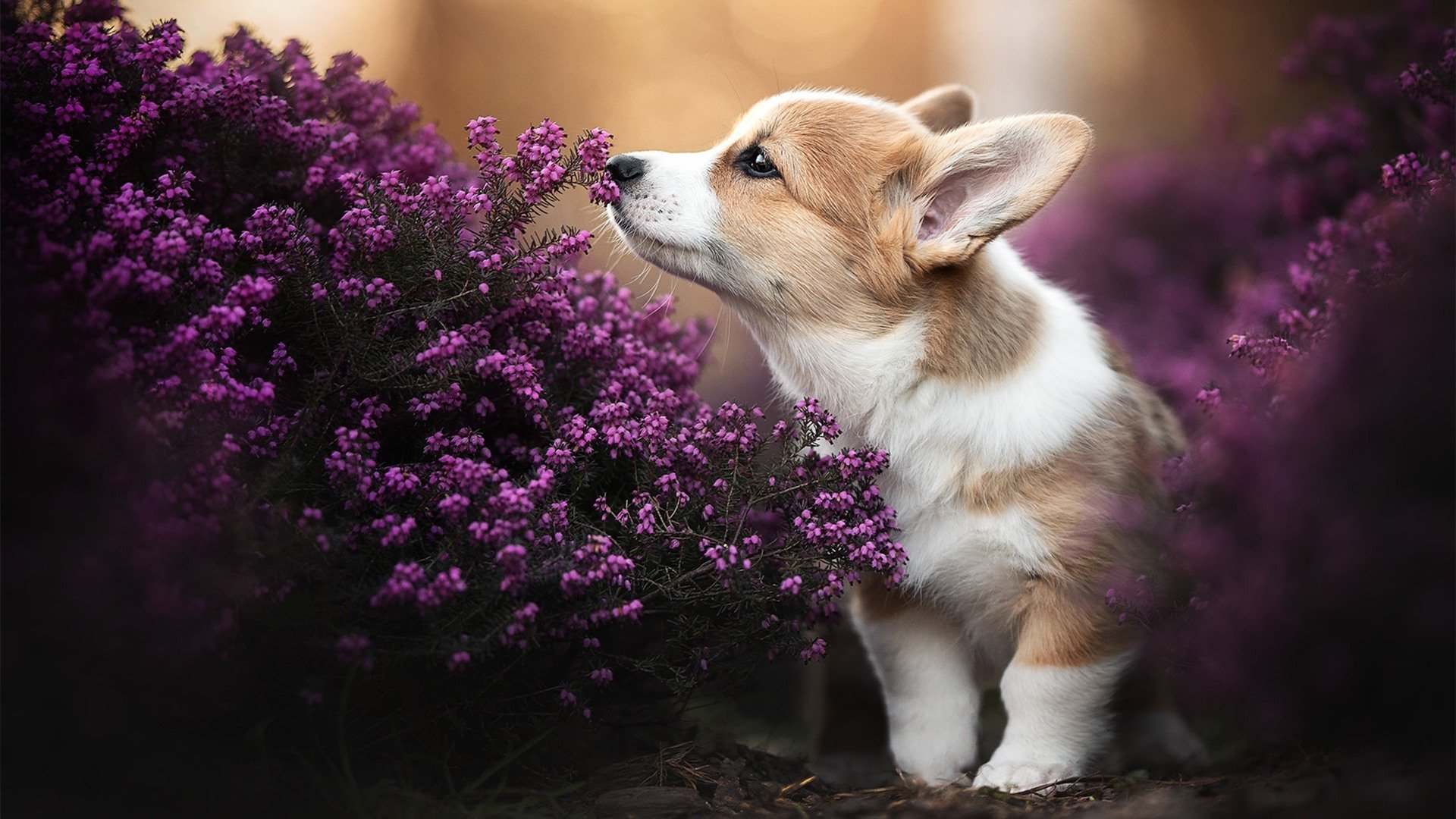 kaiyun官方入口登录-校园体育设施智能管理,智慧化体育设施