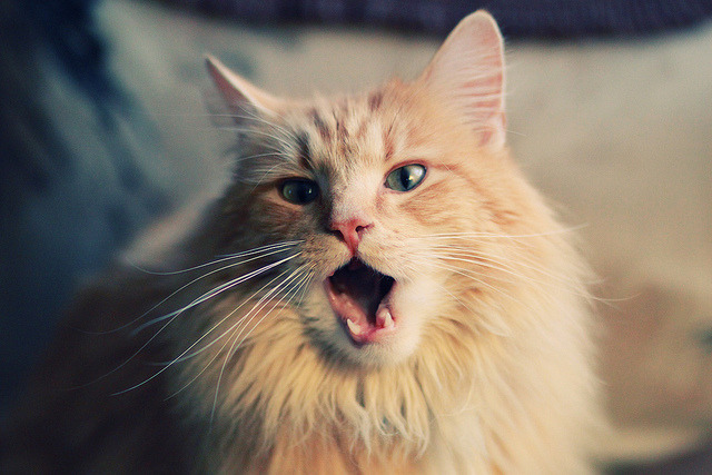 开云入口-篮球专项技能训练规范标准制定,篮球专项技术