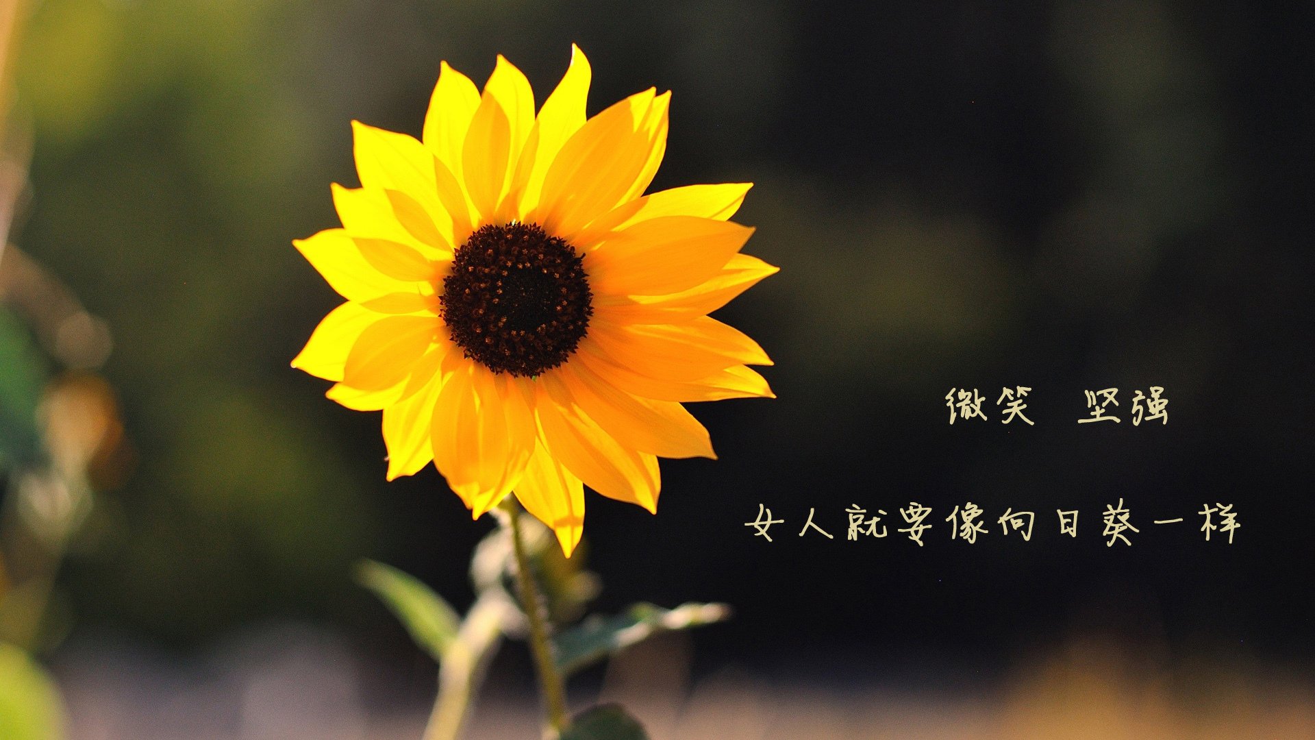 开云体育APP下载-中国足球长期缺乏发展数据研究,中国足球发展的问题及对策