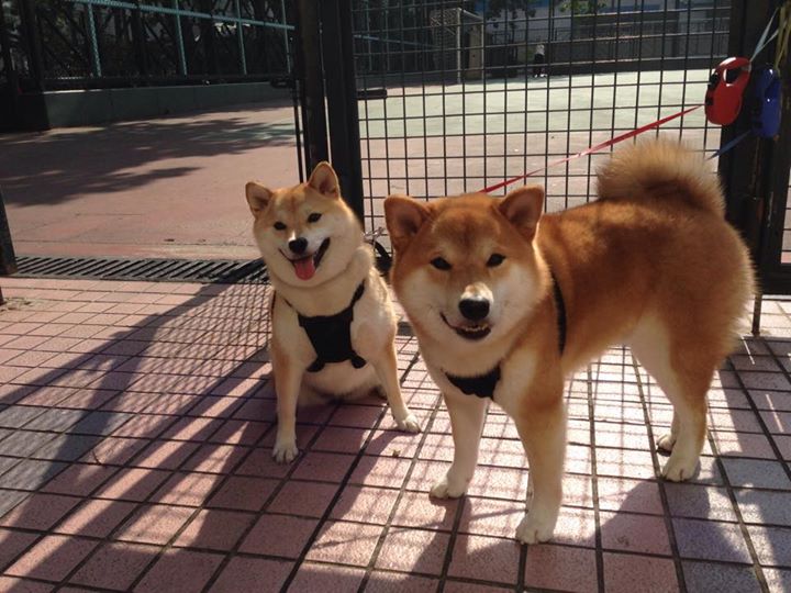 开云网页版登录入口-中国足球职业俱乐部完善教练评估体系，中国足球协会教练员培训