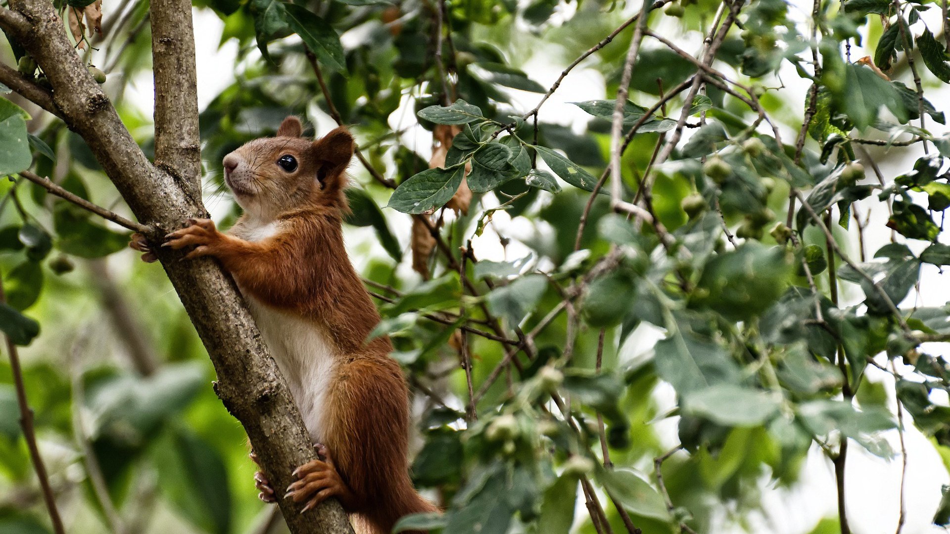 开云kaiyun-篮网组织封闭战术演练提升传导球速度,篮网队战术手册