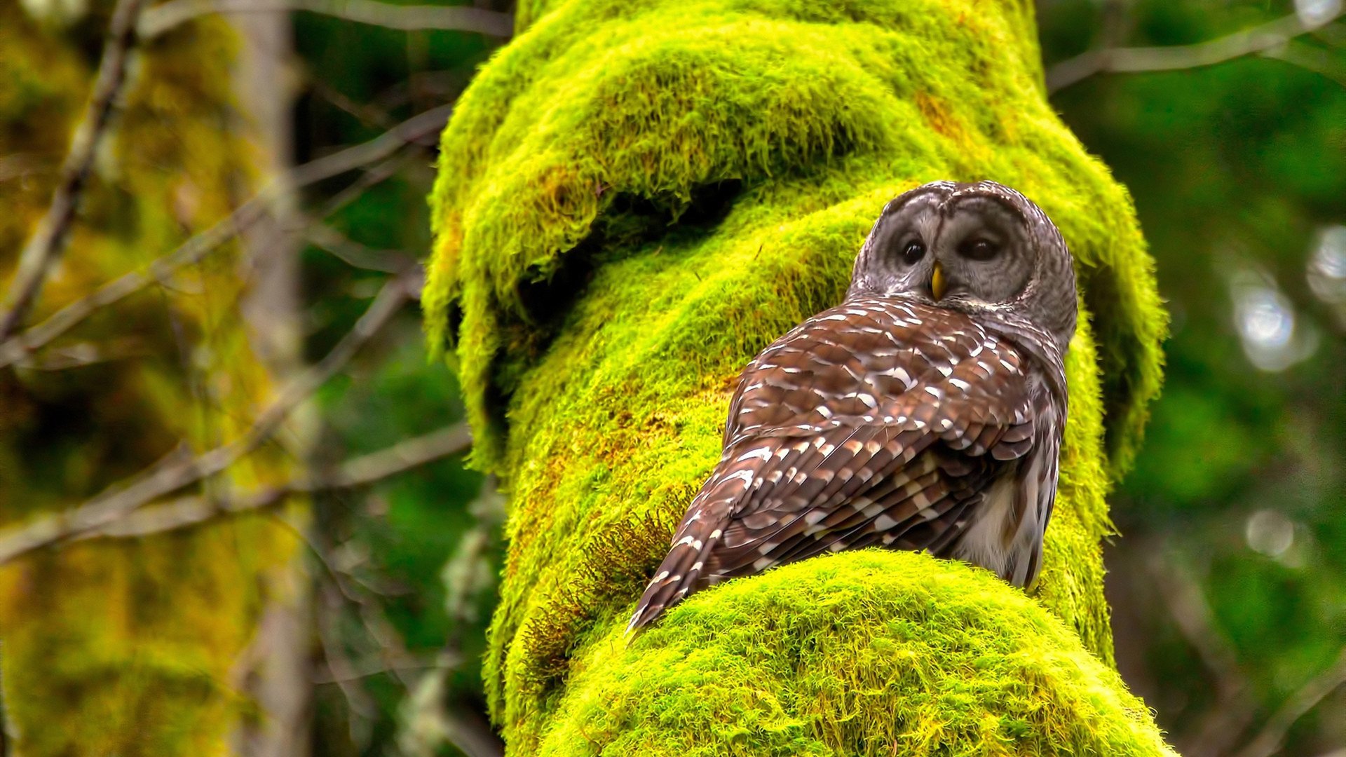 开云·体育官网APP下载-马术锦标赛赛事亮点解析,马术锦标赛冠军